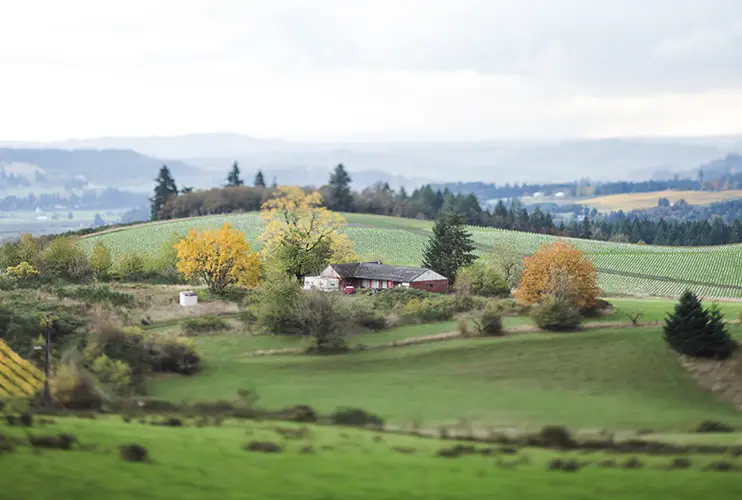 newberg home vineyards